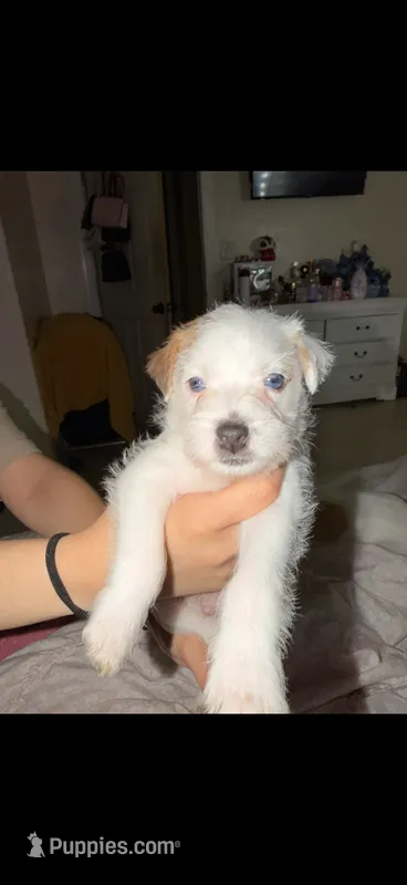 Jack Russell’s  – Jack Russell Terrier puppy for sale in Fort Worth, TX