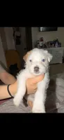 Jack Russell’s , a male Jack Russell Terrier for sale in Fort Worth, TX – 1 of 4