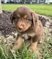 Hazel Mini Aussie Pupp, a female Miniature Australian Shepherd for sale in Craigville, IN – 4 of 10