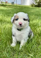 Summit Mini Aussie Puppy, a male Miniature Australian Shepherd for sale in Craigville, IN – 8 of 8