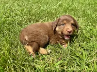 Hazel Mini Aussie Pupp, a female Miniature Australian Shepherd for sale in Craigville, IN – 10 of 10
