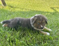 Maverick Mini Aussie Puppy , a male Miniature Australian Shepherd for sale in Craigville, IN – 10 of 10