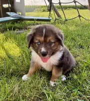 Maverick Mini Aussie Puppy , a male Miniature Australian Shepherd for sale in Craigville, IN – 2 of 10