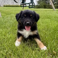 Faye Mini Aussie Puppy, a female Miniature Australian Shepherd for sale in Craigville, IN – 3 of 4