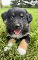 Faye Mini Aussie Puppy, a female Miniature Australian Shepherd for sale in Craigville, IN – 2 of 4