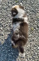 Lola Mini Aussie Puppy, a female Miniature Australian Shepherd for sale in Craigville, IN – 7 of 7