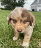 Wyatt Mini Aussie Puppy , a male Miniature Australian Shepherd for sale in Craigville, IN – 4 of 5