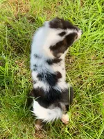 Dixie Mini Aussie Puppy, a female Miniature Australian Shepherd for sale in Craigville, IN – 7 of 7