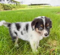 Dixie Mini Aussie Puppy, a female Miniature Australian Shepherd for sale in Craigville, IN – 4 of 7
