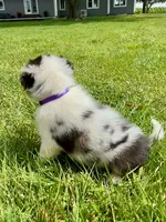 Dixie Mini Aussie Puppy, a female Miniature Australian Shepherd for sale in Craigville, IN – 3 of 7