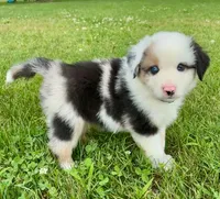 Summit Mini Aussie Puppy, a male Miniature Australian Shepherd for sale in Craigville, IN – 2 of 8