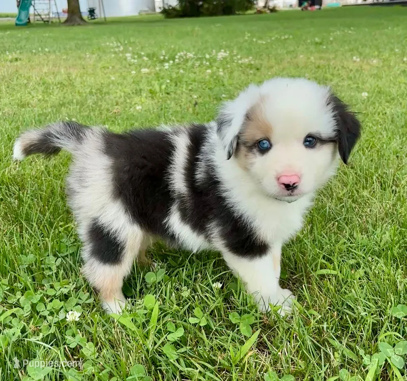 Summit Mini Aussie Puppy – Miniature Australian Shepherd puppy for sale in Craigville, IN