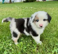 Summit Mini Aussie Puppy, a male Miniature Australian Shepherd for sale in Craigville, IN – 5 of 8