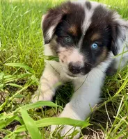 Dixie Mini Aussie Puppy, a female Miniature Australian Shepherd for sale in Craigville, IN – 5 of 7