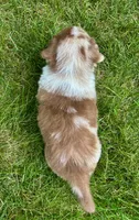 Wyatt Mini Aussie Puppy , a male Miniature Australian Shepherd for sale in Craigville, IN – 5 of 5