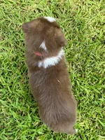 Milo Mini Aussie Puppy, a male Miniature Australian Shepherd for sale in Craigville, IN – 7 of 9