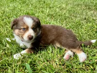 Milo Mini Aussie Puppy, a male Miniature Australian Shepherd for sale in Craigville, IN – 8 of 9