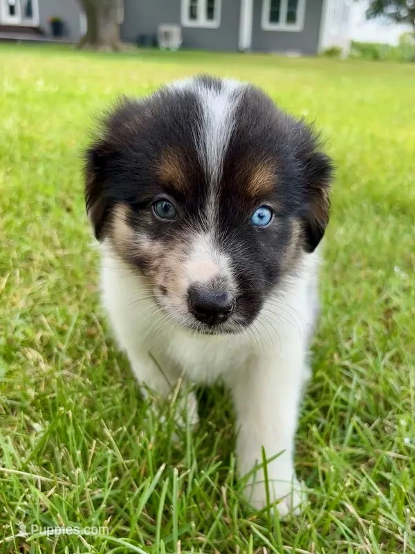 Dixie Mini Aussie Puppy – Miniature Australian Shepherd puppy for sale in Craigville, IN