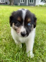 Dixie Mini Aussie Puppy, a female Miniature Australian Shepherd for sale in Craigville, IN – 1 of 7