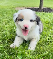 Summit Mini Aussie Puppy, a male Miniature Australian Shepherd for sale in Craigville, IN – 4 of 8