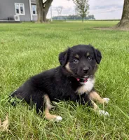 Faye Mini Aussie Puppy, a female Miniature Australian Shepherd for sale in Craigville, IN – 4 of 4