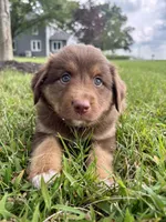 Hazel Mini Aussie Pupp, a female Miniature Australian Shepherd for sale in Craigville, IN – 8 of 10