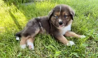 Maverick Mini Aussie Puppy , a male Miniature Australian Shepherd for sale in Craigville, IN – 6 of 10