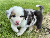 Summit Mini Aussie Puppy, a male Miniature Australian Shepherd for sale in Craigville, IN – 3 of 8