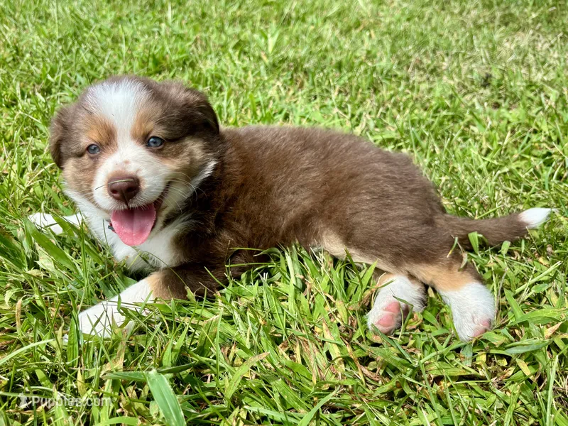 Milo Mini Aussie Puppy – Miniature Australian Shepherd puppy for sale in Craigville, IN