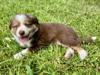 Milo Mini Aussie Puppy, a male Miniature Australian Shepherd for sale in Craigville, IN – 9 of 9