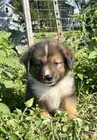 Maverick Mini Aussie Puppy , a male Miniature Australian Shepherd for sale in Craigville, IN – 4 of 10