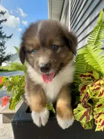 Maverick Mini Aussie Puppy , a male Miniature Australian Shepherd for sale in Craigville, IN – 5 of 10