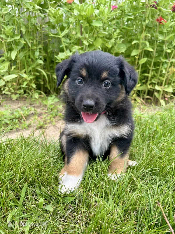 Faye Mini Aussie Puppy – Miniature Australian Shepherd puppy for sale in Craigville, IN