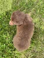 Hazel Mini Aussie Pupp, a female Miniature Australian Shepherd for sale in Craigville, IN – 9 of 10