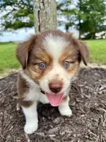 Milo Mini Aussie Puppy, a male Miniature Australian Shepherd for sale in Craigville, IN – 1 of 9