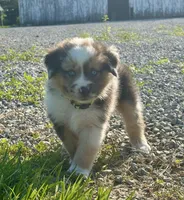 Lola Mini Aussie Puppy, a female Miniature Australian Shepherd for sale in Craigville, IN – 2 of 7