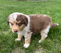 Wyatt Mini Aussie Puppy , a male Miniature Australian Shepherd for sale in Craigville, IN – 3 of 5