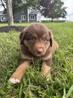 Hazel Mini Aussie Pupp, a female Miniature Australian Shepherd for sale in Craigville, IN – 5 of 10