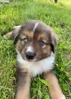 Maverick Mini Aussie Puppy , a male Miniature Australian Shepherd for sale in Craigville, IN – 8 of 10