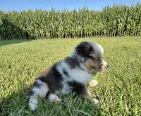 Lola Mini Aussie Puppy, a female Miniature Australian Shepherd for sale in Craigville, IN – 6 of 7