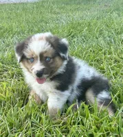 Lola Mini Aussie Puppy, a female Miniature Australian Shepherd for sale in Craigville, IN – 5 of 7