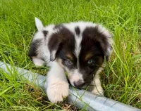 Dixie Mini Aussie Puppy, a female Miniature Australian Shepherd for sale in Craigville, IN – 2 of 7