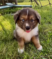 Maverick Mini Aussie Puppy , a male Miniature Australian Shepherd for sale in Craigville, IN – 1 of 10