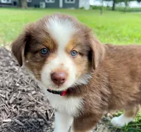 Milo Mini Aussie Puppy, a male Miniature Australian Shepherd for sale in Craigville, IN – 2 of 9