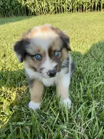 Lola Mini Aussie Puppy, a female Miniature Australian Shepherd for sale in Craigville, IN – 4 of 7