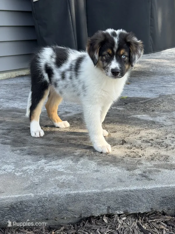 Dixie Mini Aussie Puppy – Miniature Australian Shepherd puppy for sale in Craigville, IN