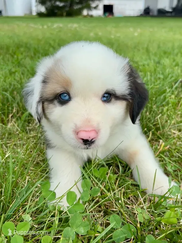 Summit Mini Aussie Puppy – Miniature Australian Shepherd puppy for sale in Craigville, IN