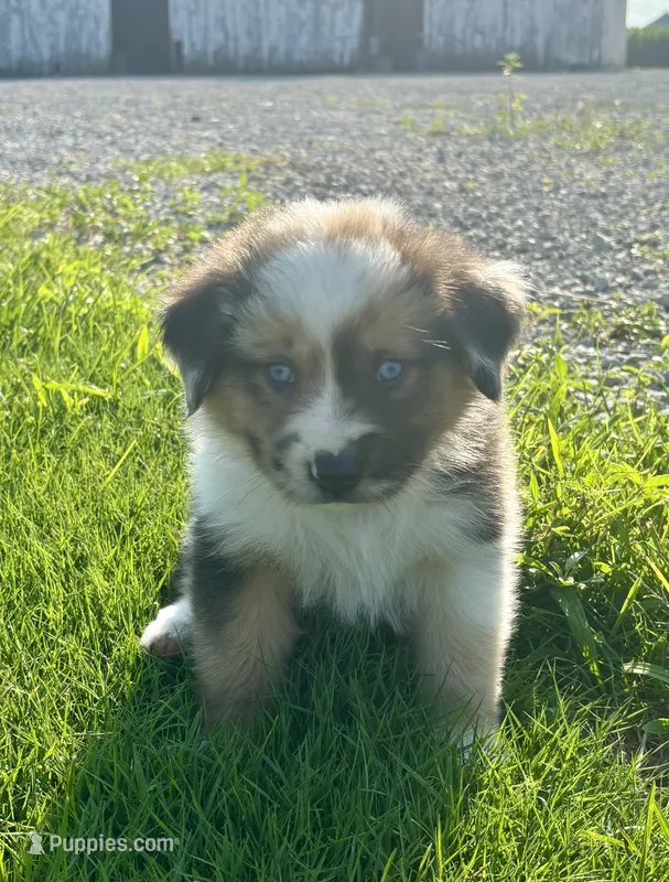 Lola Mini Aussie Puppy – Miniature Australian Shepherd puppy for sale in Craigville, IN