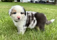 Summit Mini Aussie Puppy, a male Miniature Australian Shepherd for sale in Craigville, IN – 7 of 8