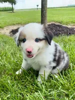 Summit Mini Aussie Puppy, a male Miniature Australian Shepherd for sale in Craigville, IN – 6 of 8